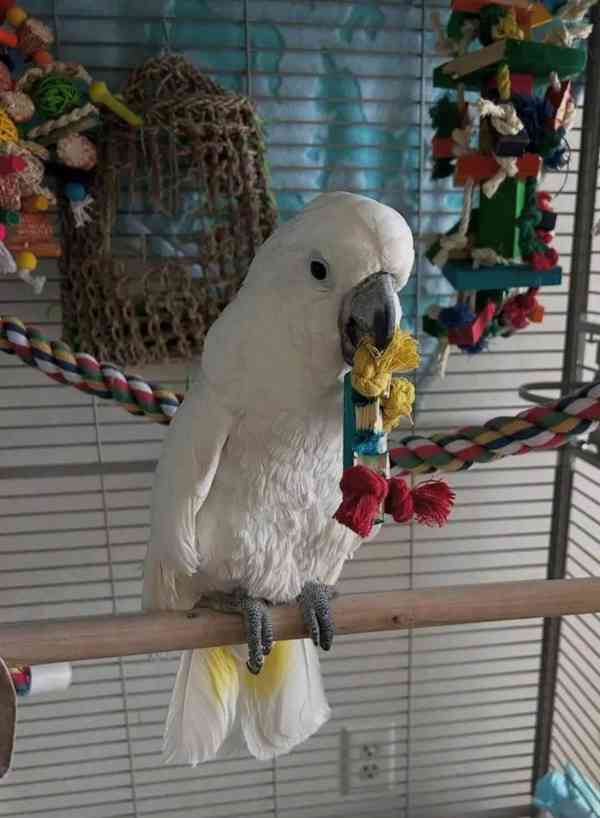 Krásní papoušci kakadu připraveni na svůj nový milující domo - foto 7