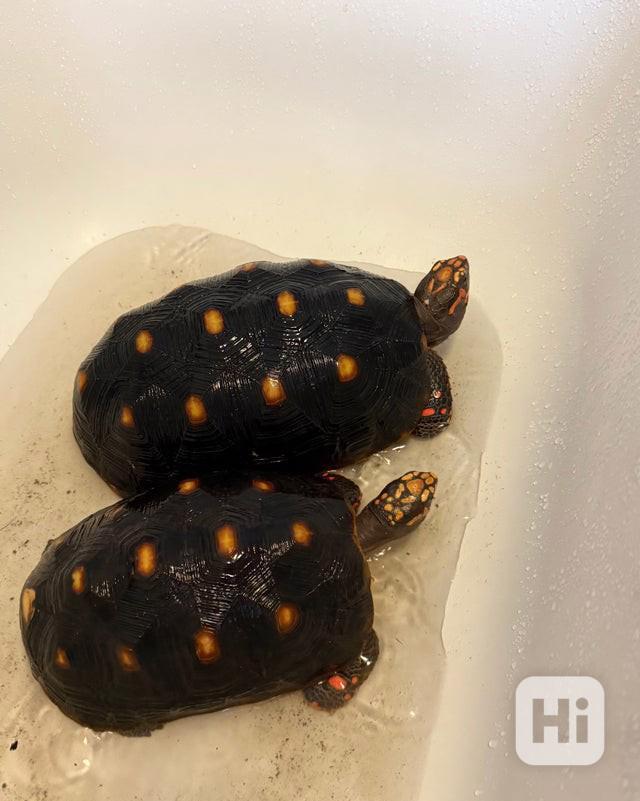2 želvy redfordské s na zakázkově vyrobeným zvířecím světlem - foto 1