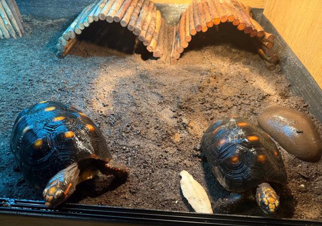 2 želvy redfordské s na zakázkově vyrobeným zvířecím světlem - foto 2