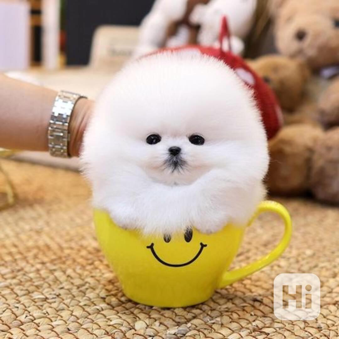 pomeranian štěňata k adopci - foto 1