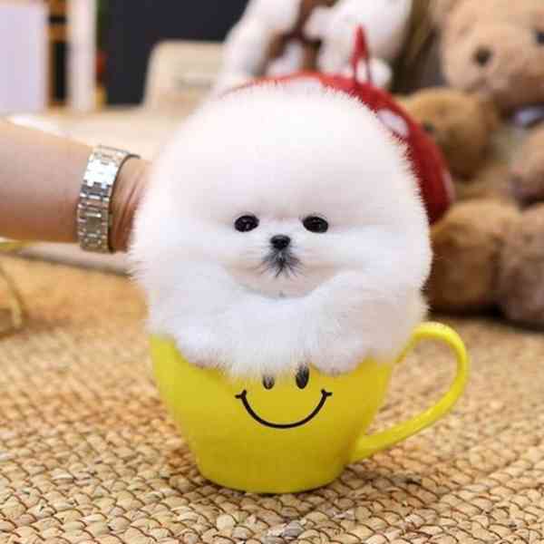 pomeranian štěňata k adopci