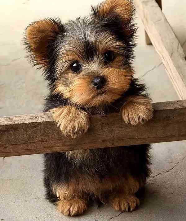 Yorkšírský teriér (Jorkšírský teriér) -krásná štěňátka s PP