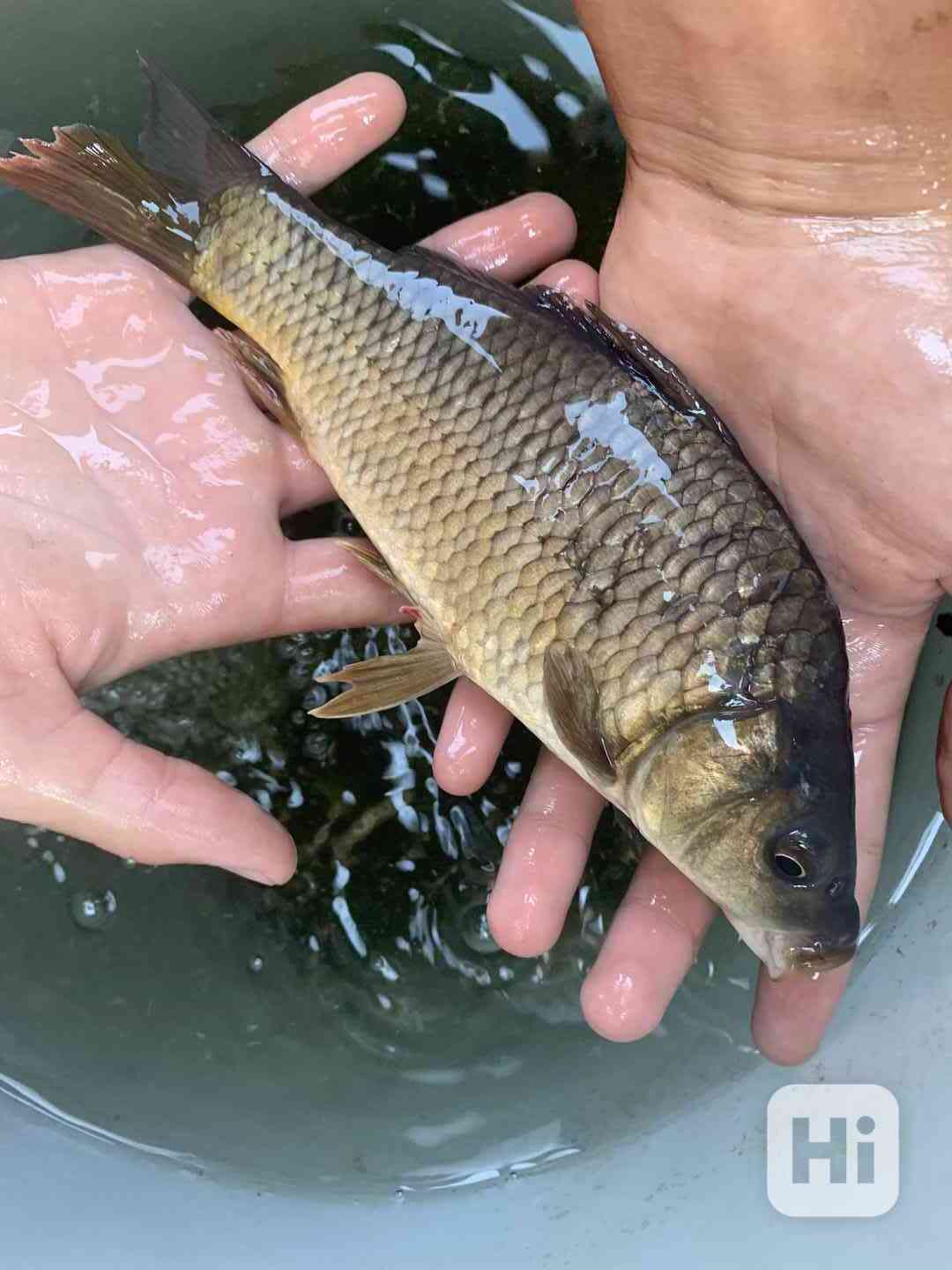 násada ryb kapr - karas - plotice nástražky - foto 1