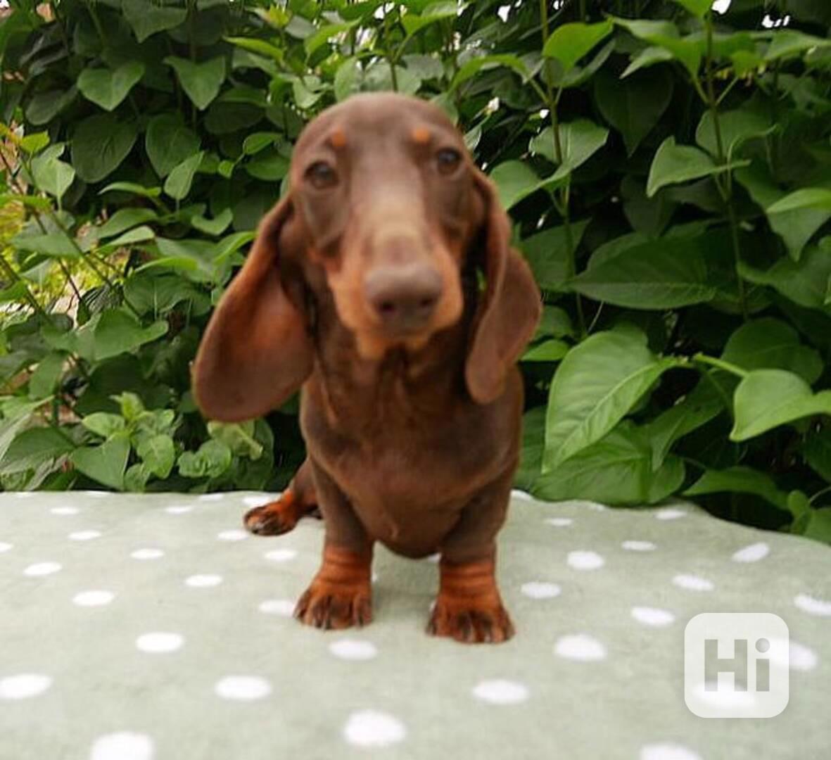 jezevčík trpasličí /králičí - foto 1