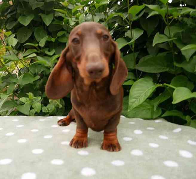 jezevčík trpasličí /králičí - foto 1