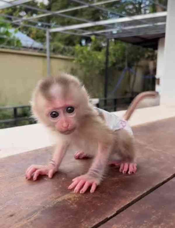 Roztomilé kapucínské opice k adopci - foto 1