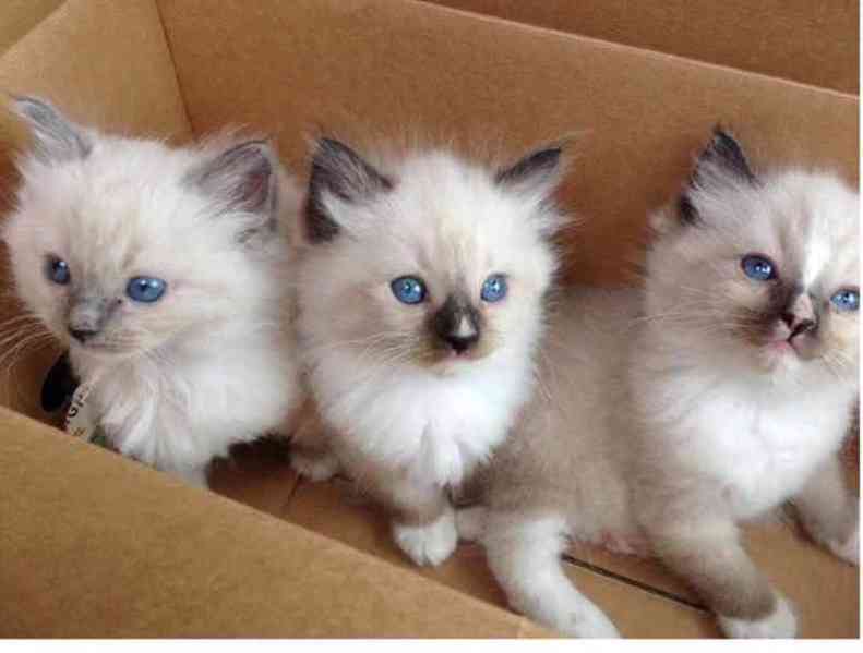 ragdoll koťata  k adopci - foto 1