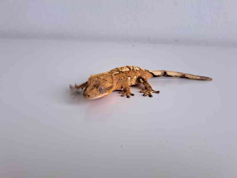 pagekon řasnatý - foto 2