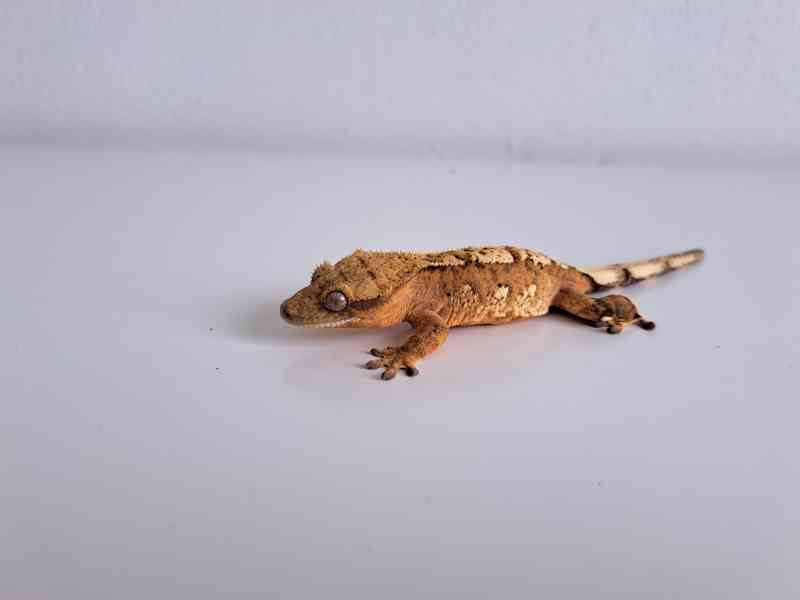 pagekon řasnatý - foto 3