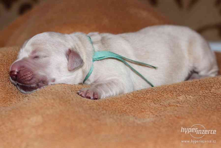 Šťeňátka Golden Retrievera s PP - foto 12