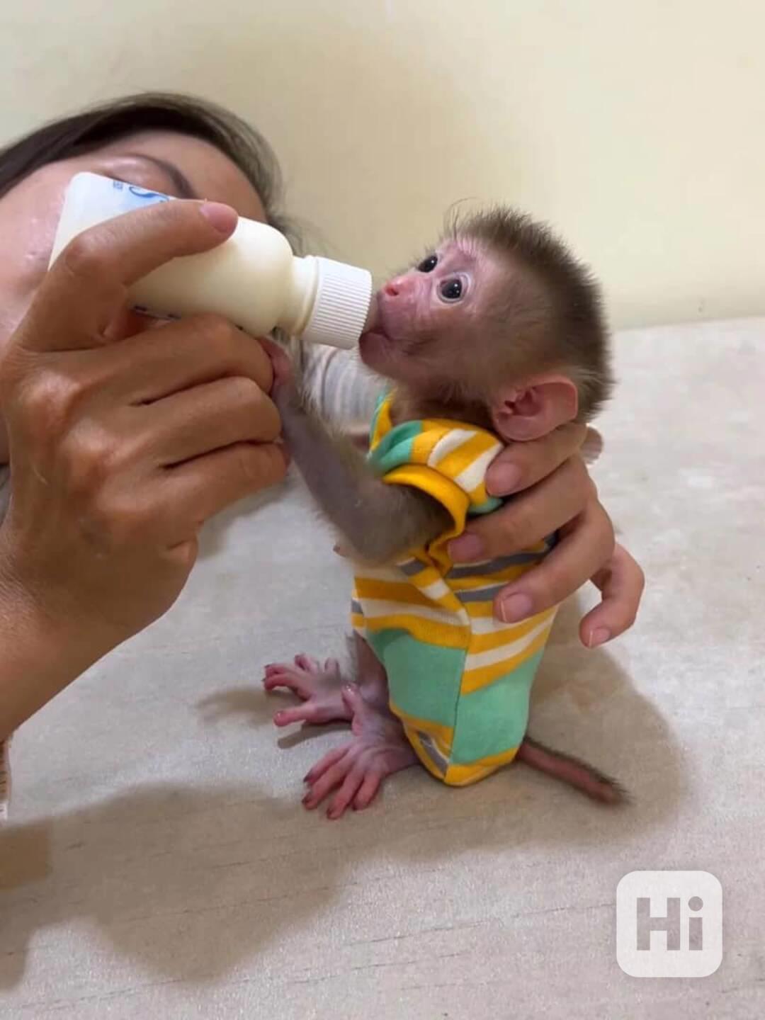 Máme k prodeji tři kapucínské opice - foto 1