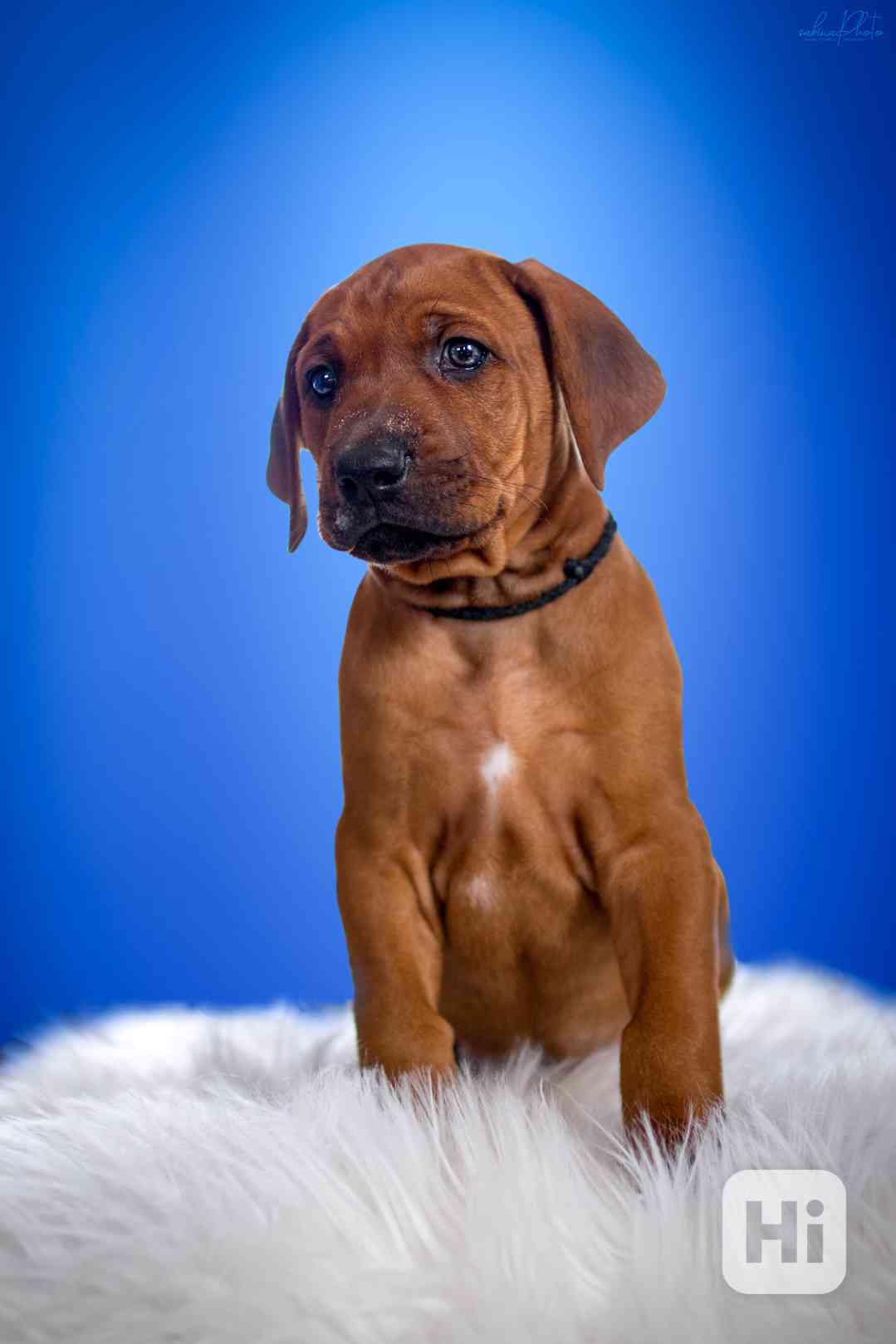  Rhodesian Ridgeback štěňátka s  PP - FCI - foto 1