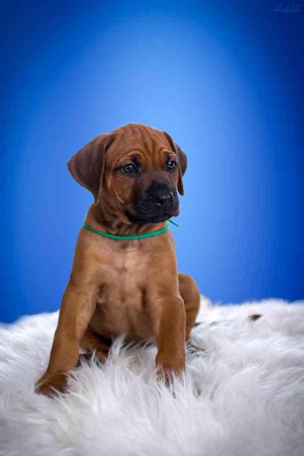  Rhodesian Ridgeback štěňátka s  PP - FCI - foto 3
