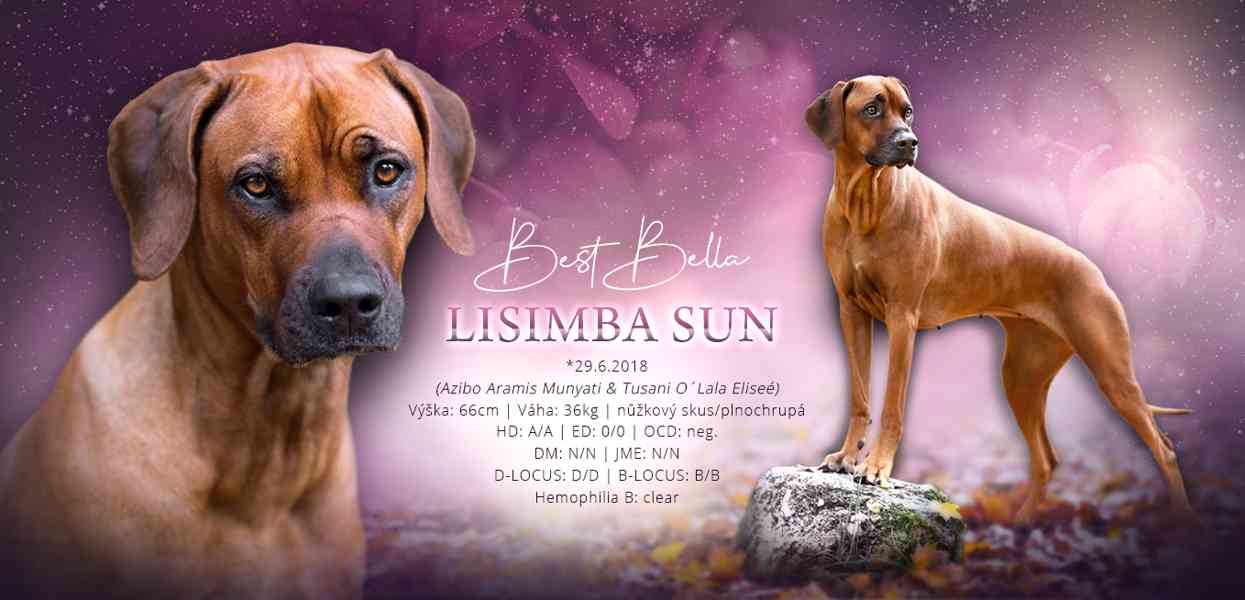  Rhodesian Ridgeback štěňátka s  PP - FCI - foto 5