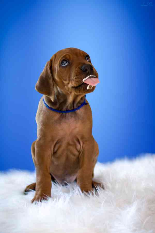  Rhodesian Ridgeback štěňátka s  PP - FCI - foto 4