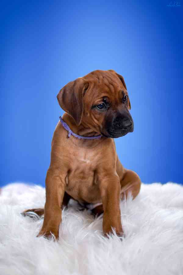  Rhodesian Ridgeback štěňátka s  PP - FCI - foto 2