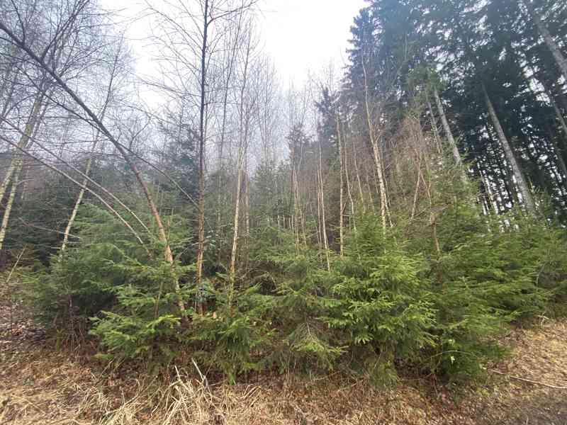 Lesní pozemek Buršice (Kolinec) - foto 4