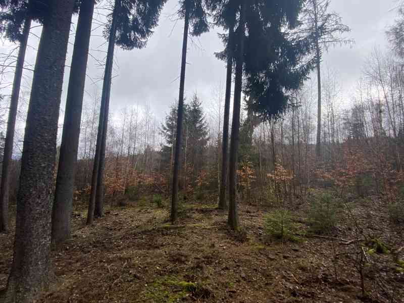 Lesní pozemek Buršice (Kolinec) - foto 3