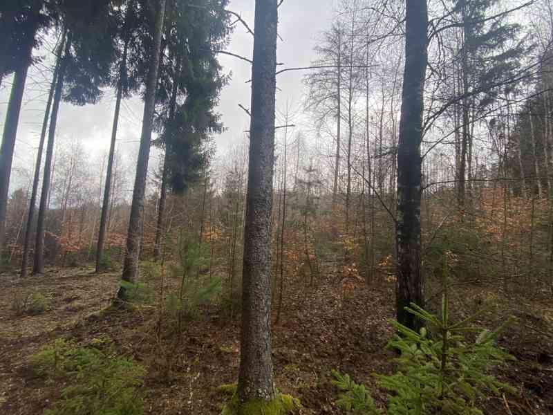Lesní pozemek Buršice (Kolinec) - foto 2