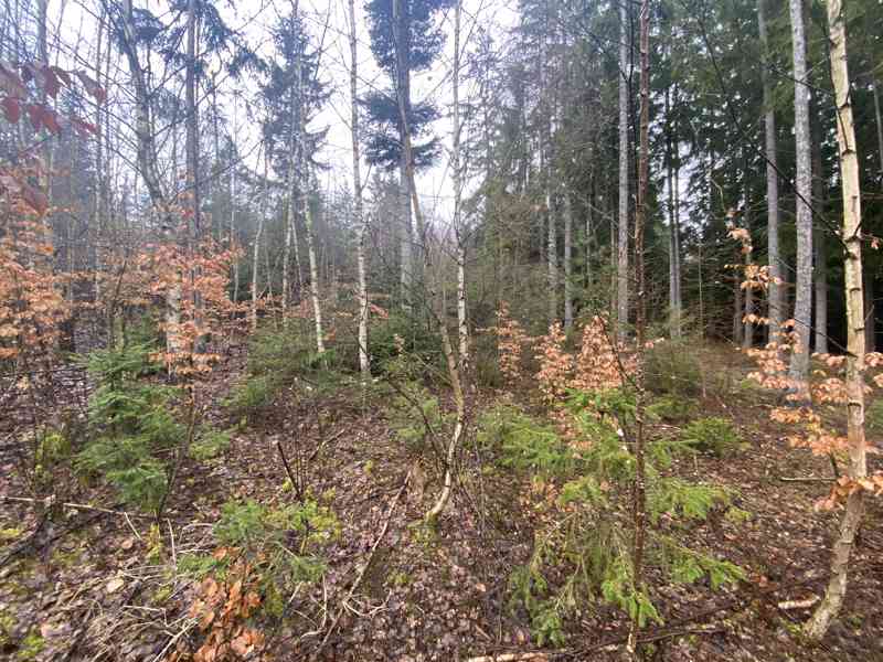 Lesní pozemek Buršice (Kolinec) - foto 7