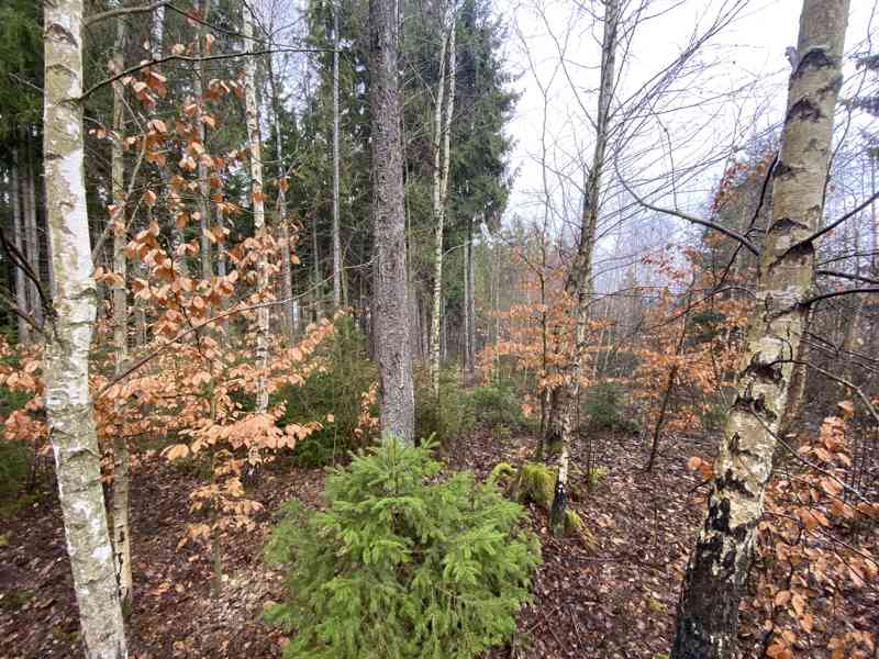 Lesní pozemek Buršice (Kolinec) - foto 8
