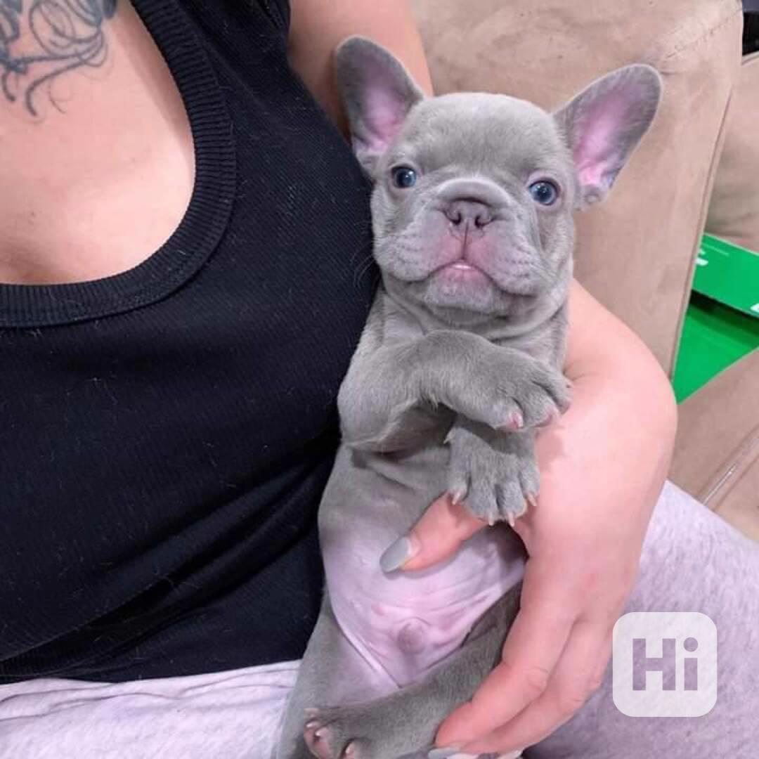 Štěňata francouzského buldoka - foto 1