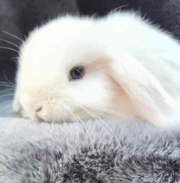 Zakrslý beránek - foto 4