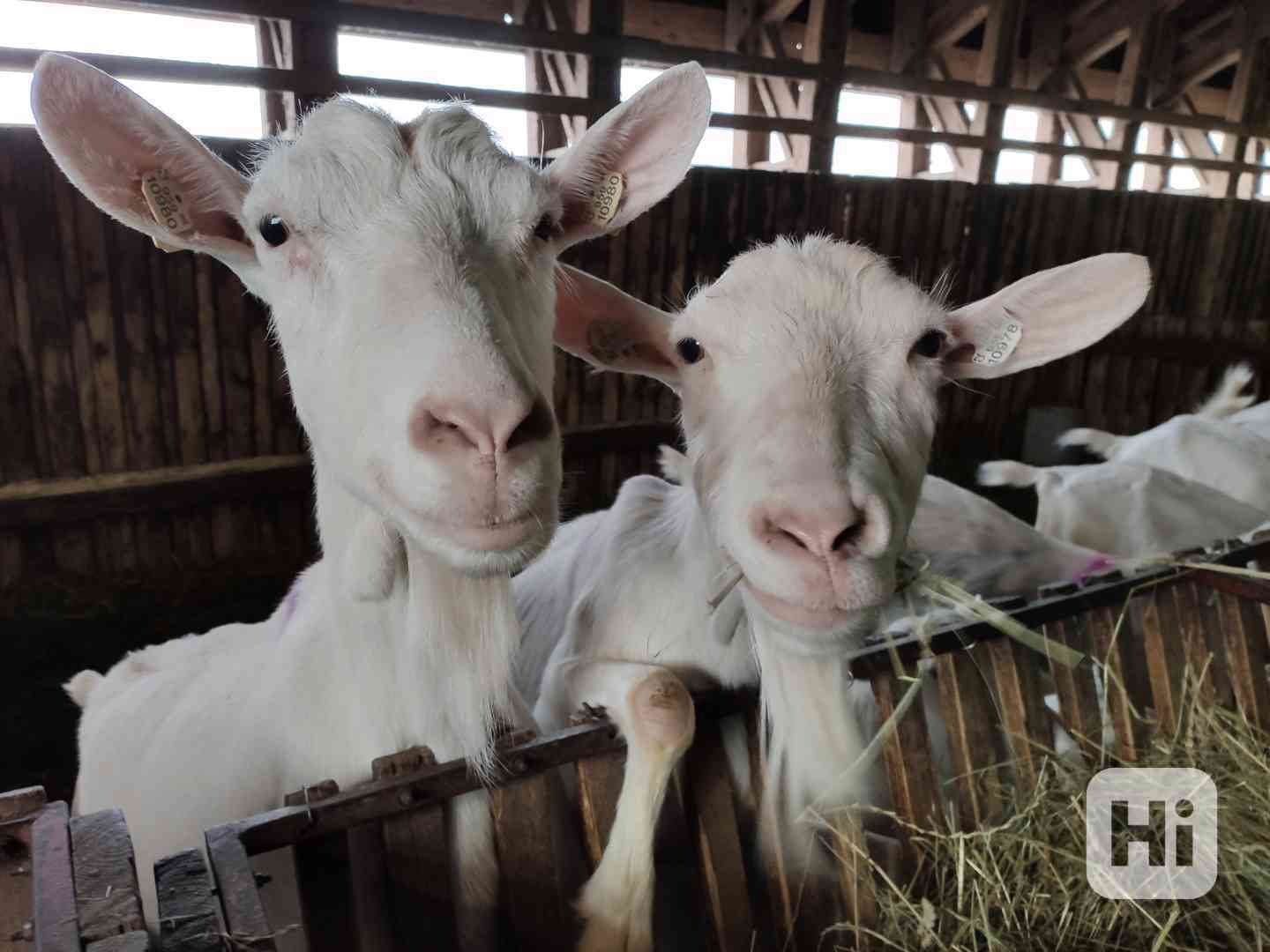 PRODÁM PLEMENNÉ KOZY KRÁTKOSRSTÉ-BIO CHOV-CELÉ KNOW-HOW - foto 1