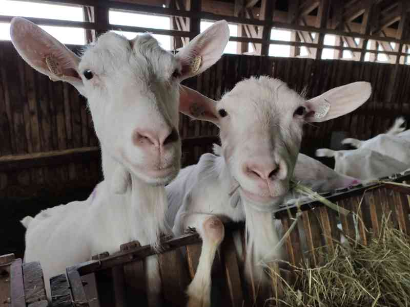 PRODÁM PLEMENNÉ KOZY KRÁTKOSRSTÉ-BIO CHOV-CELÉ KNOW-HOW - foto 1
