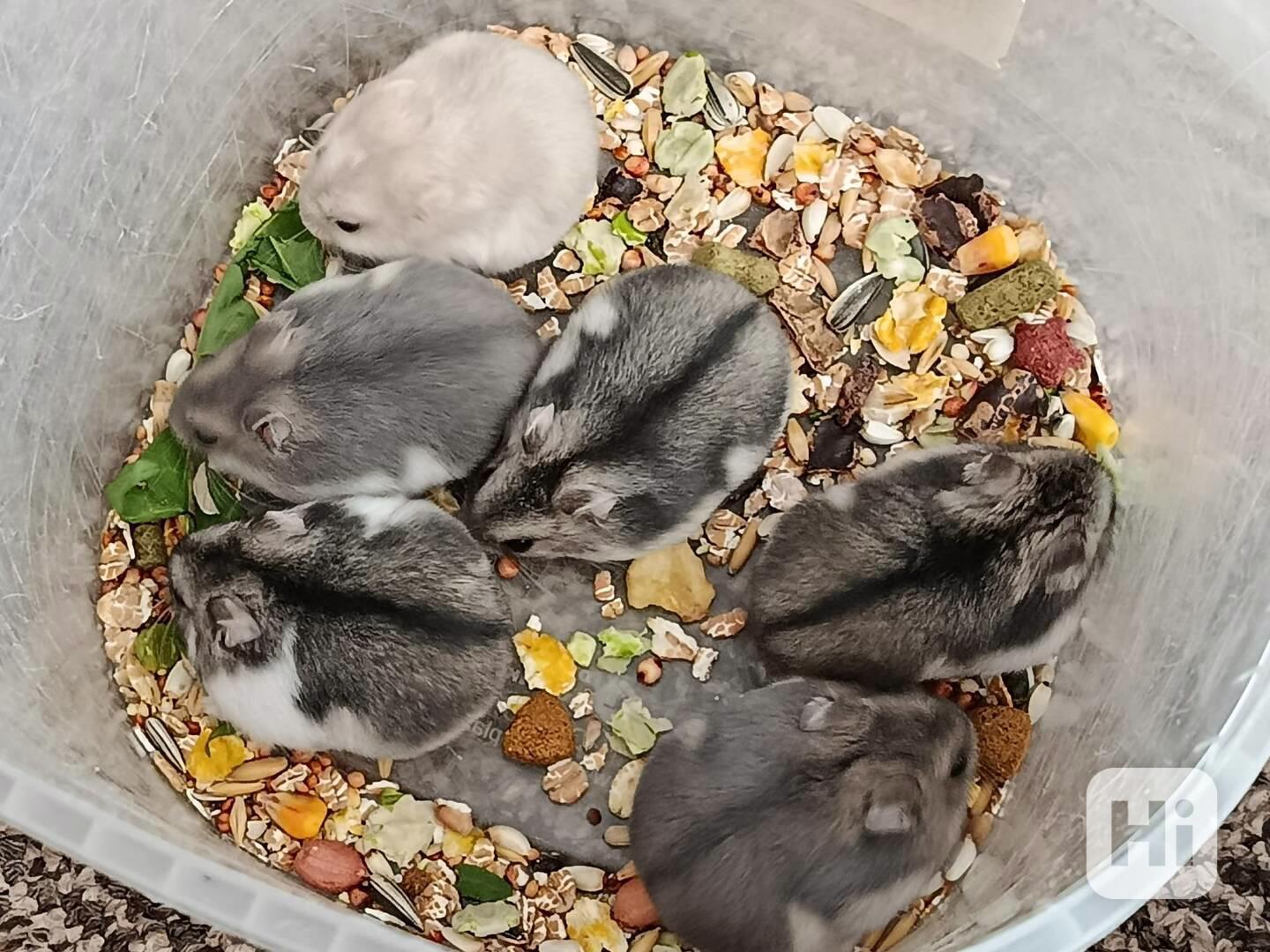 Křečík džungarský - foto 1