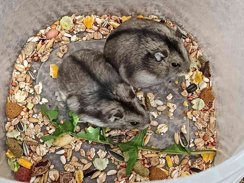 Křečík džungarský - foto 2