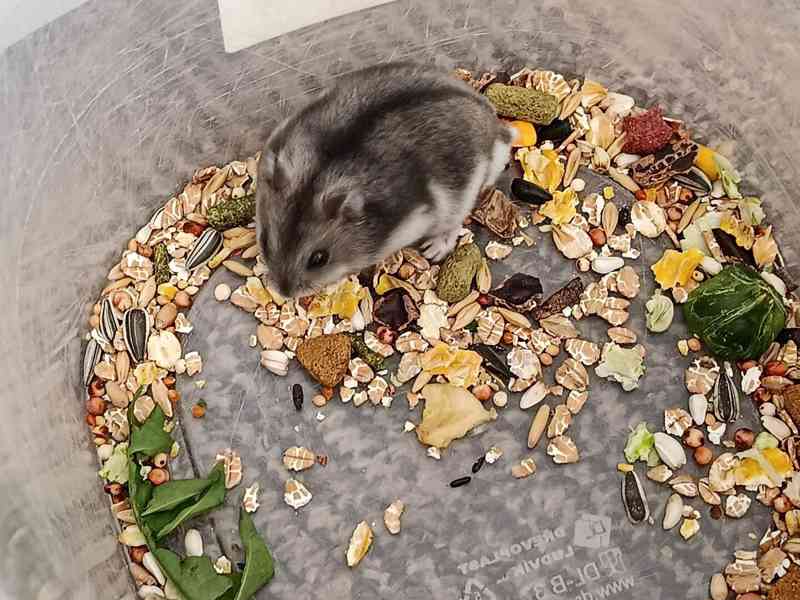 Křečík džungarský - foto 4