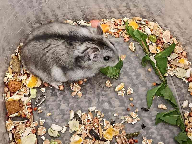 Křečík džungarský - foto 3