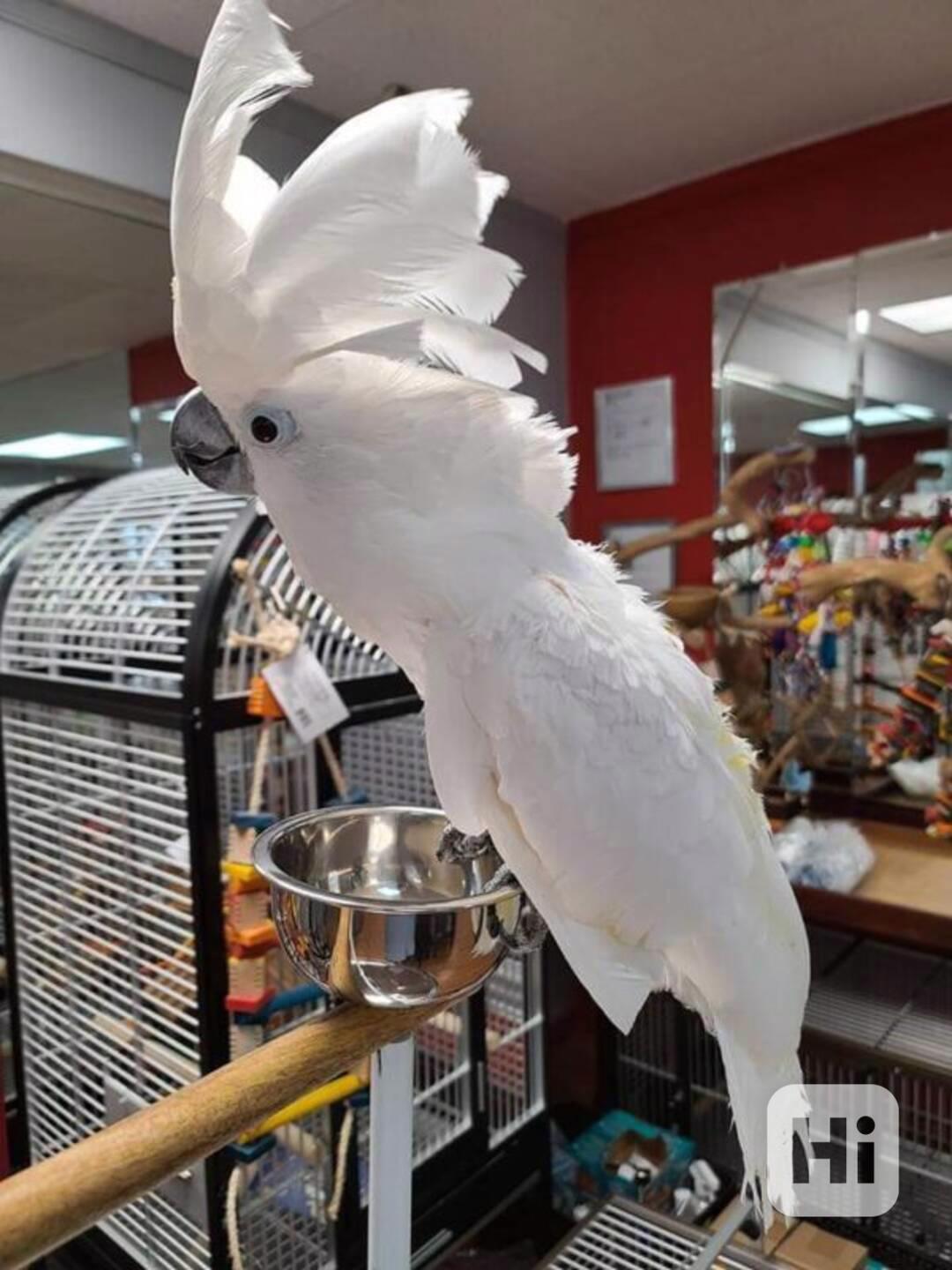 Velmi přátelští papoušci kakadu na prodej - foto 1