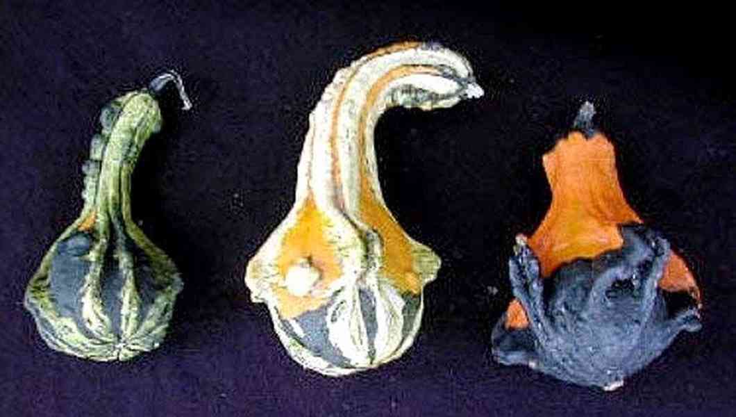 Tykev okrasná - Andělská křídla - semena