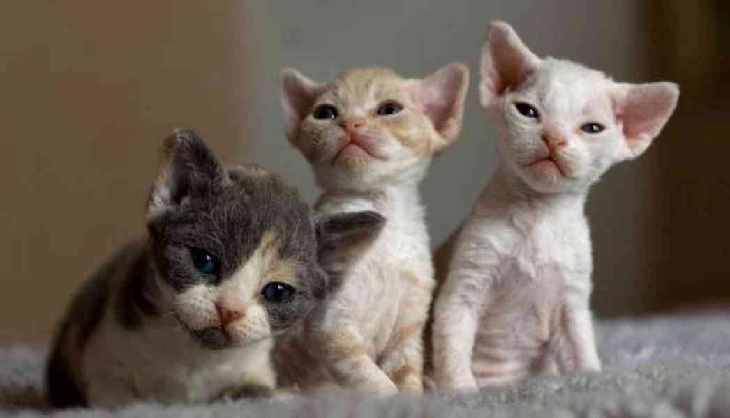 Koťátka Devon Rex - foto 1