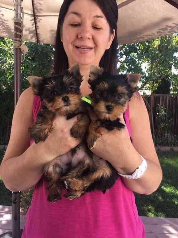 Dárek zdarma Dvě štěňata Yorkie k adopci zdarma - foto 3