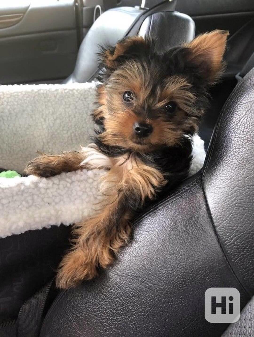 Biewer jorkširský teriér - foto 1