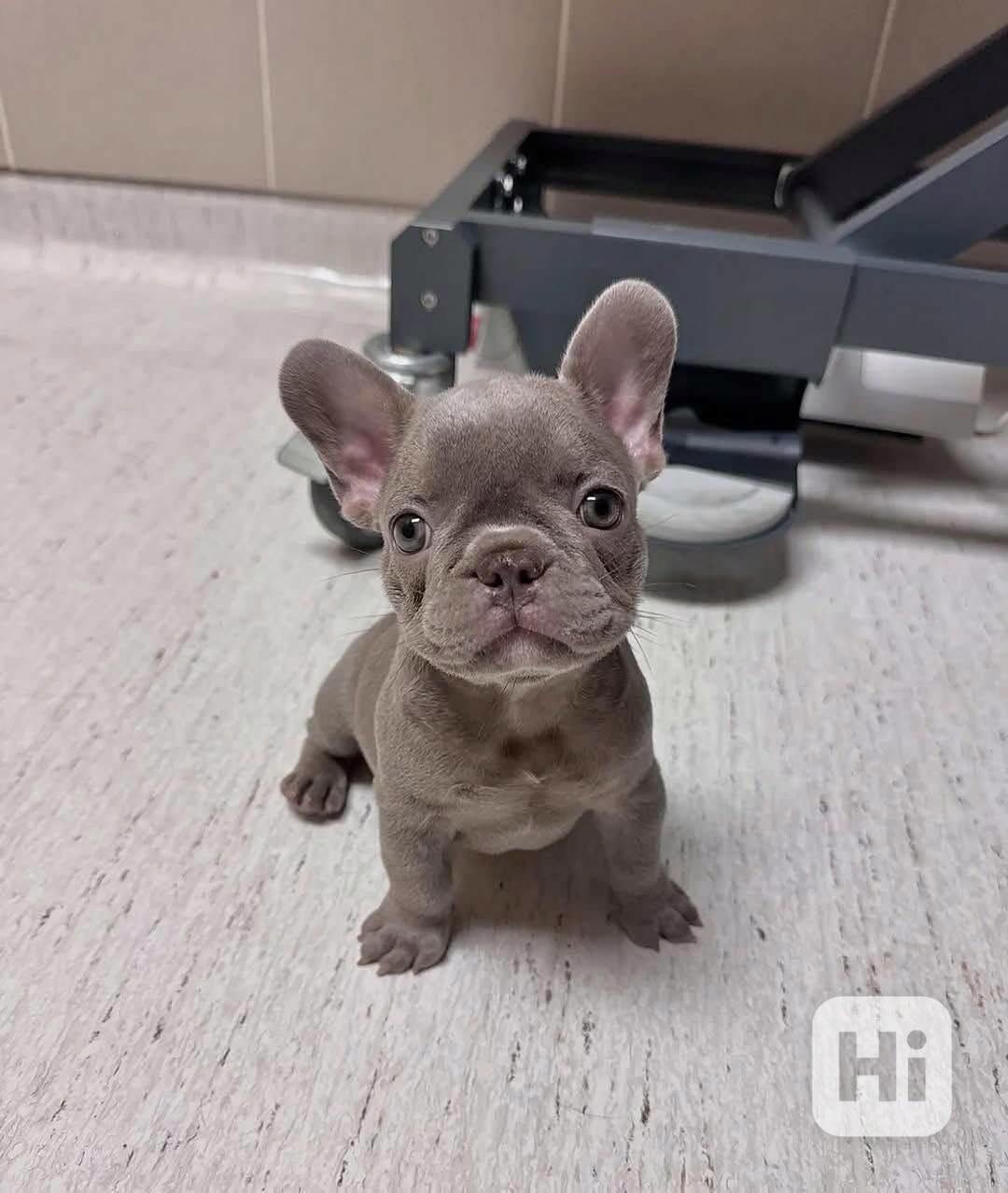 ŠTĚŇATA FRANCOUZSKÉHO BULDOGA - foto 1