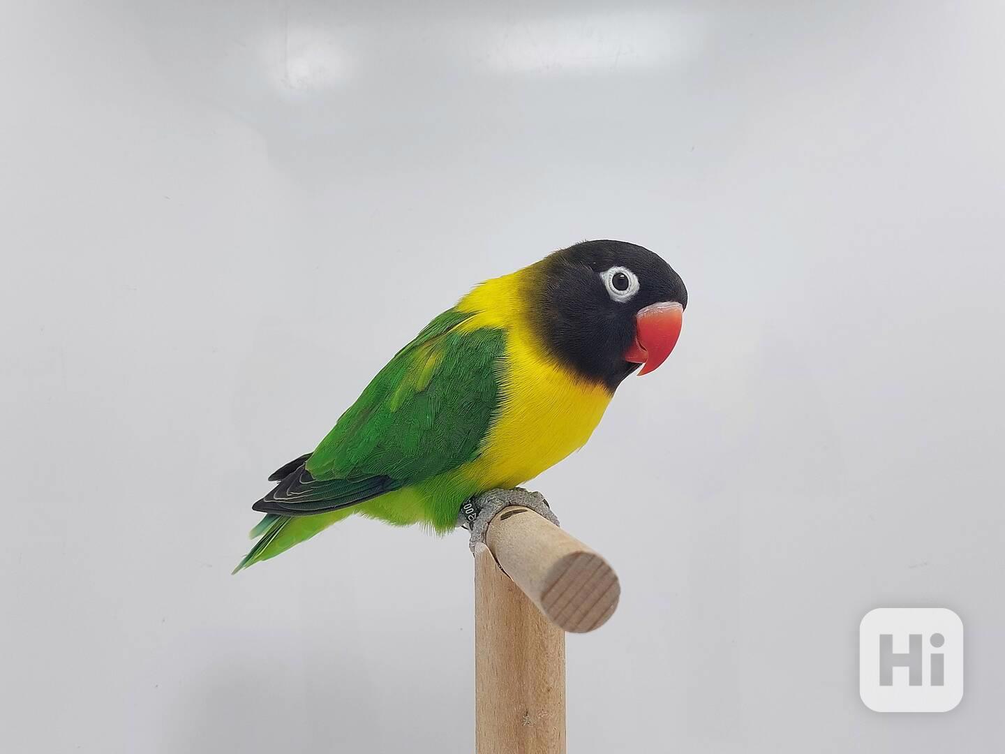 Agapornis personatus - foto 1