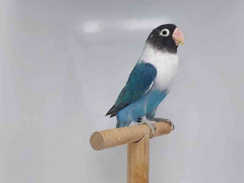 Agapornis personatus - foto 2