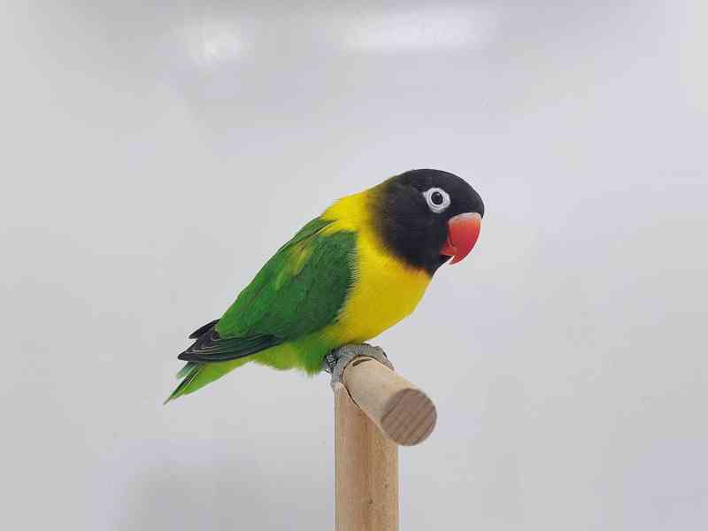 Agapornis personatus