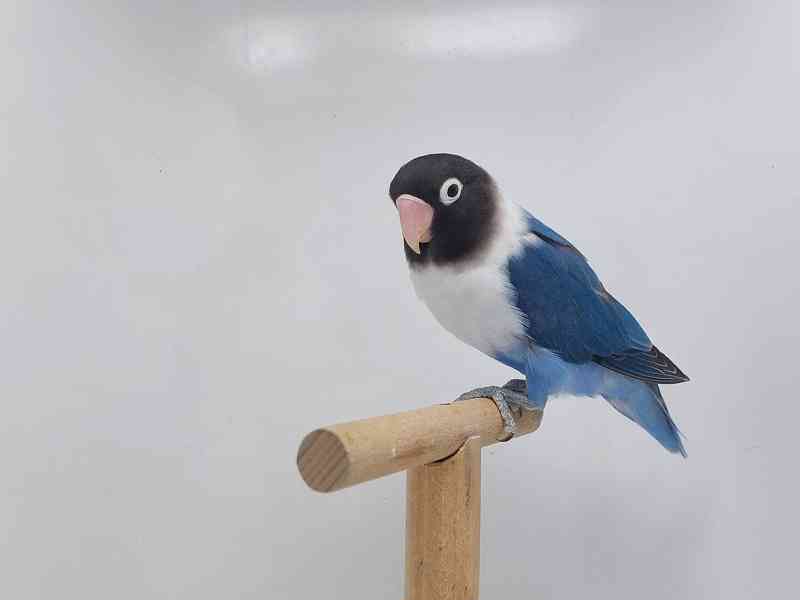 Agapornis personatus - foto 3