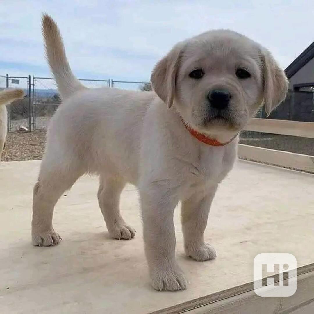 Štenátka labradora  Fenka s PP - foto 1