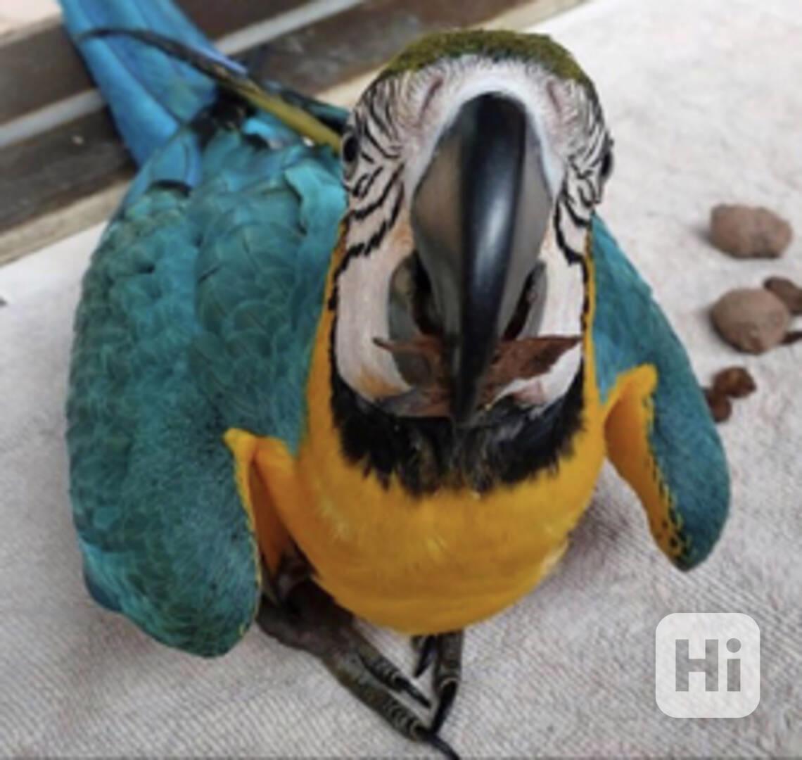 Papoušci arové k dispozici - foto 1