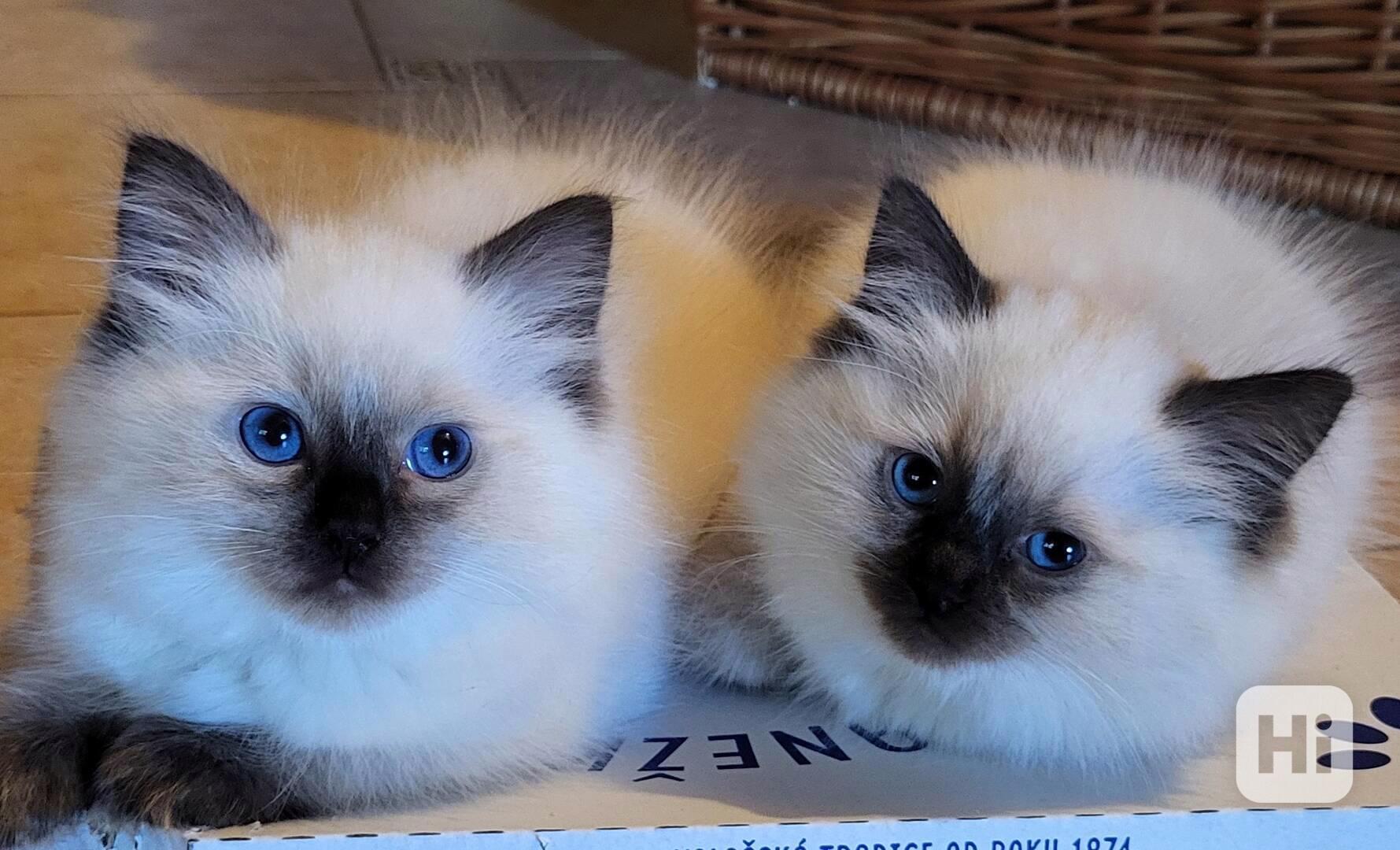 Ragdoll s PP - foto 1