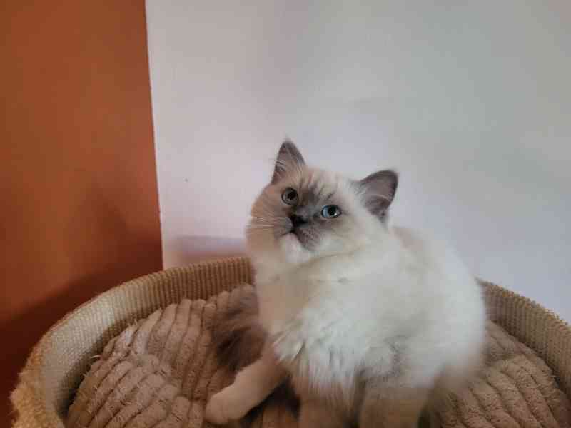 Ragdoll s PP - foto 5