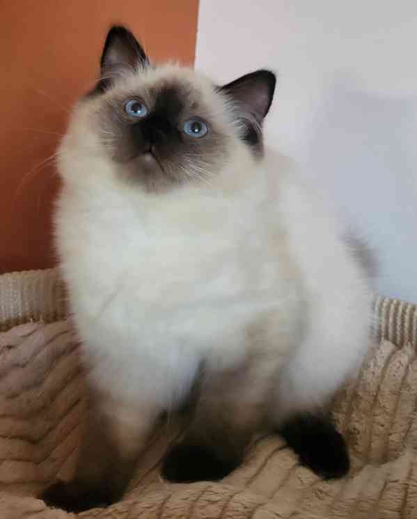Ragdoll s PP - foto 4