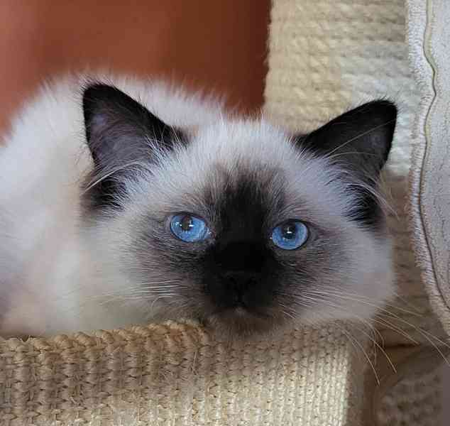 Ragdoll s PP - foto 3
