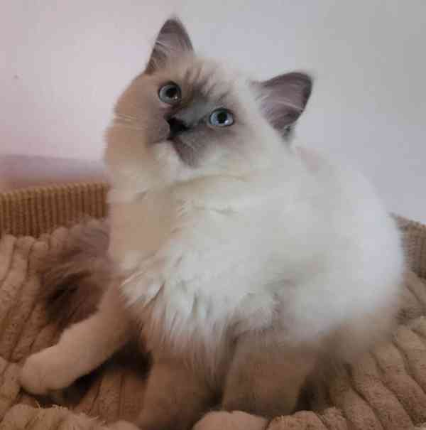 Ragdoll s PP - foto 6